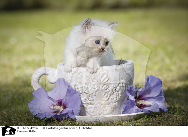 Persian Kitten / RR-84214
