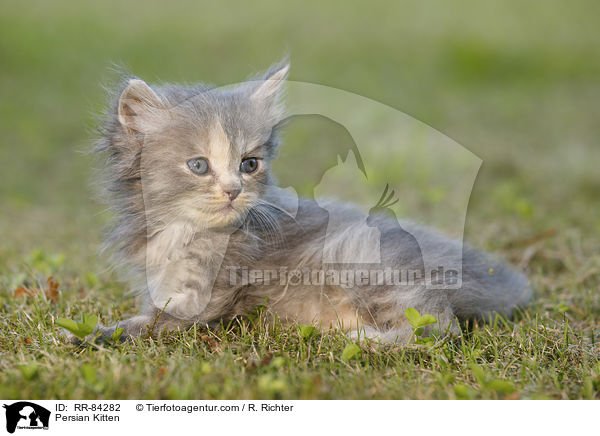 Persian Kitten / RR-84282