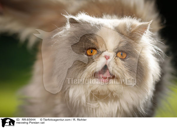 meowing Persian cat / RR-85644
