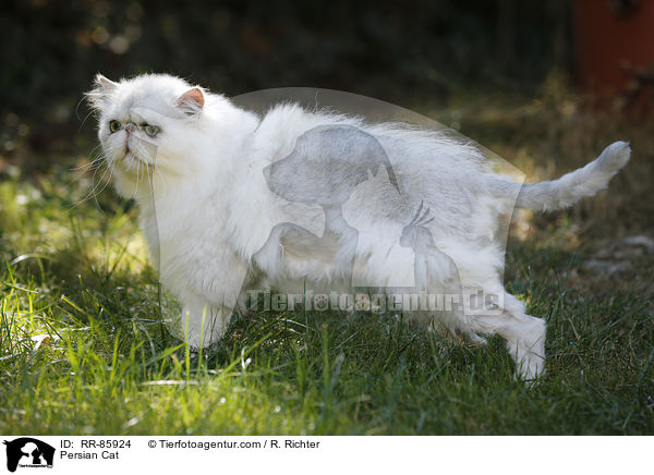 Persian Cat / RR-85924