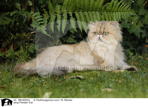 lying Persian Cat / RR-85932