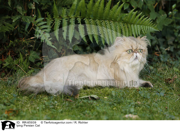 lying Persian Cat / RR-85939