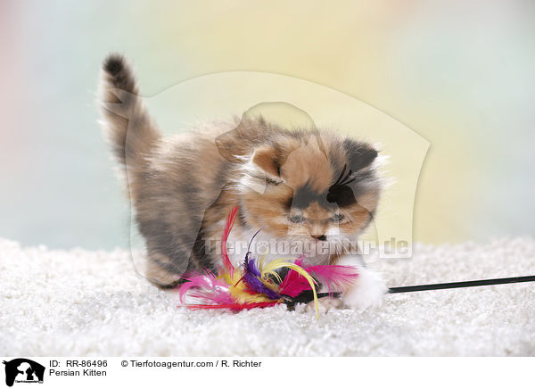 Persian Kitten / RR-86496