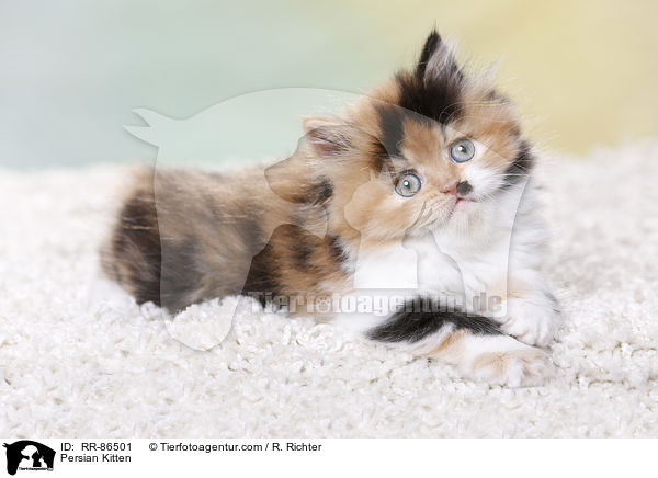 Persian Kitten / RR-86501