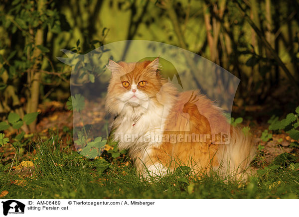 sitting Persian cat / AM-06469