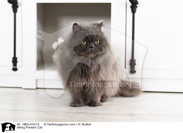 sitting Persian Cat / HBO-03315