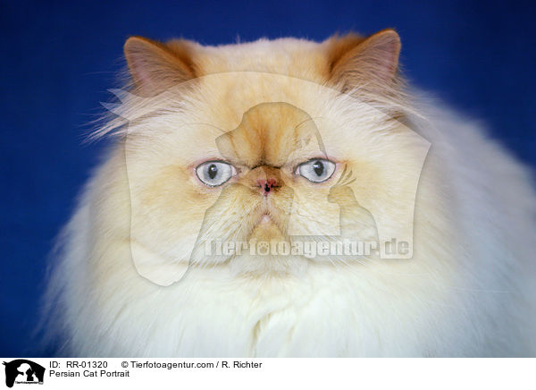 Persian Cat Portrait / RR-01320