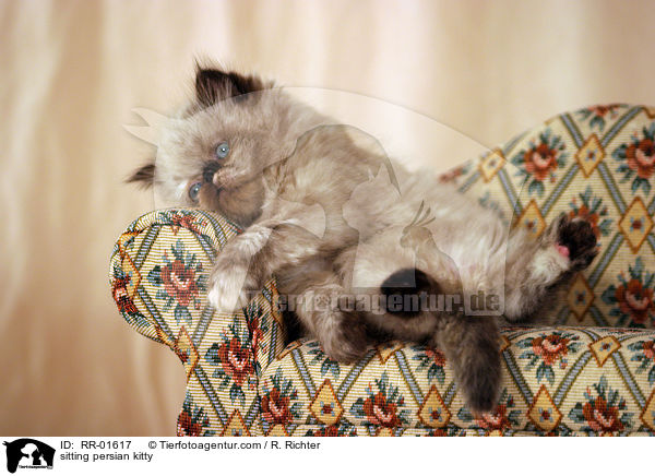 sitting persian kitty / RR-01617