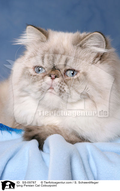 lying Persian Cat Colourpoint / SS-09787