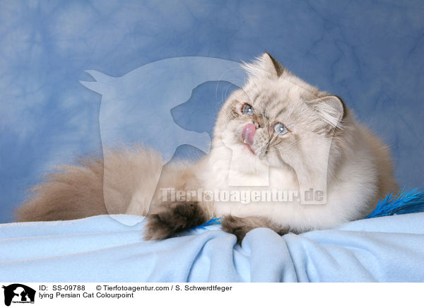 lying Persian Cat Colourpoint / SS-09788