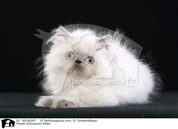 Perser Colourpoint Kitten / SS-46287