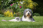 Ragdoll and Bearded Collie