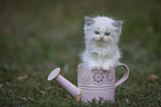 Ragdoll kitten sits in watering can