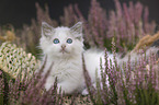 Ragdoll kitten in the heather