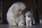 Pekingese and Ragdoll Kitten