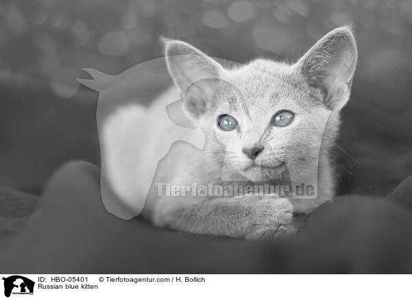 Russian blue kitten / HBO-05401