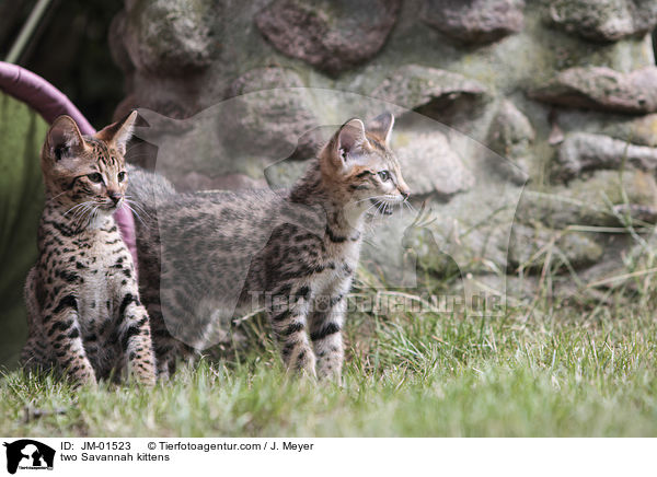 two Savannah kittens / JM-01523