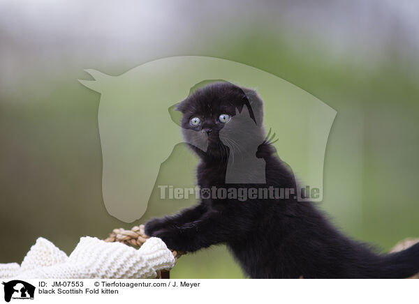 black Scottish Fold kitten / JM-07553