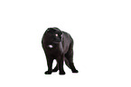 black Scottish Fold in front of white background