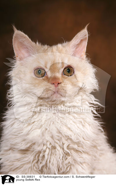 young Selkirk Rex / SS-38831