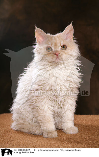 young Selkirk Rex / SS-38832