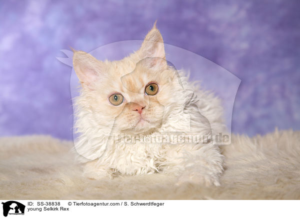 young Selkirk Rex / SS-38838