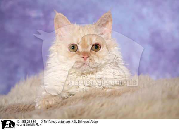 young Selkirk Rex / SS-38839
