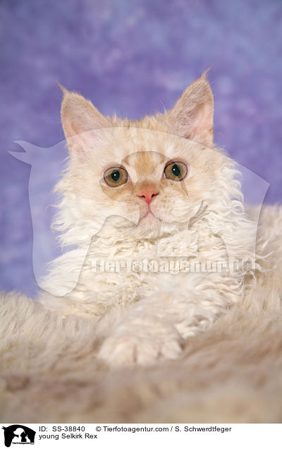 young Selkirk Rex / SS-38840