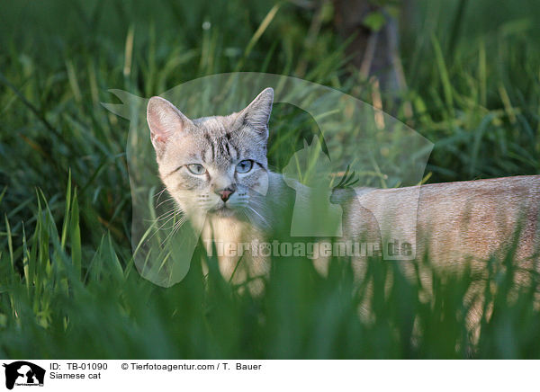 Siamese cat / TB-01090