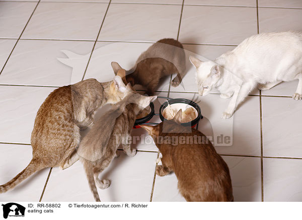 eating cats / RR-58802