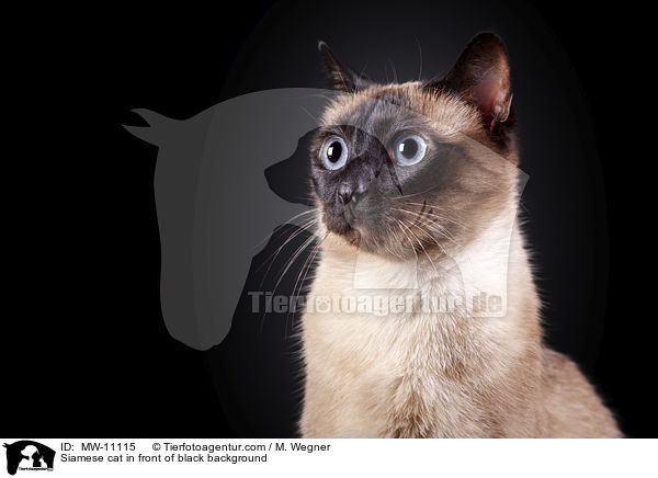 Siamese cat in front of black background / MW-11115