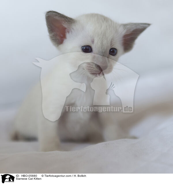 Siamese Cat Kitten / HBO-05880