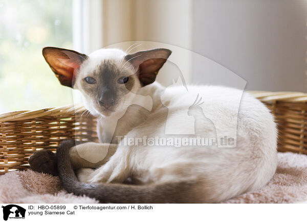 young Siamese Cat / HBO-05899
