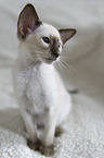 Siamese Cat kitten