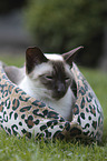 Siamese Cat portrait