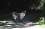 standing Siamese Cat