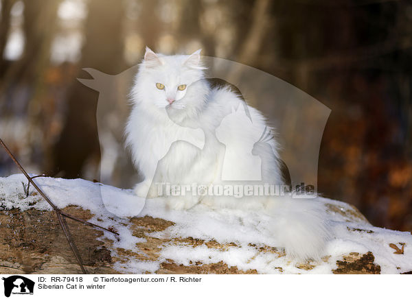 Siberian Cat in winter / RR-79418
