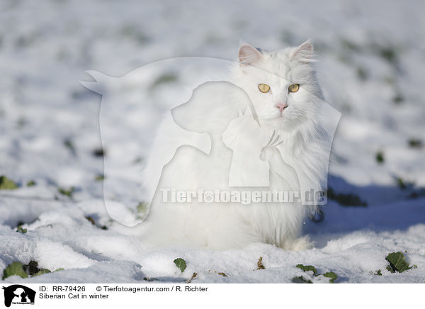 Siberian Cat in winter / RR-79426