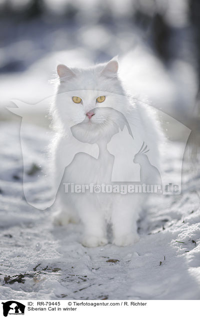 Siberian Cat in winter / RR-79445