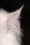 ear of siberian cat