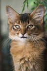 Somali Kitten Portrait