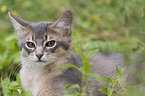Somali Kitten Portrait