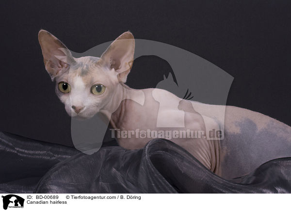 Canadian hairless / BD-00689