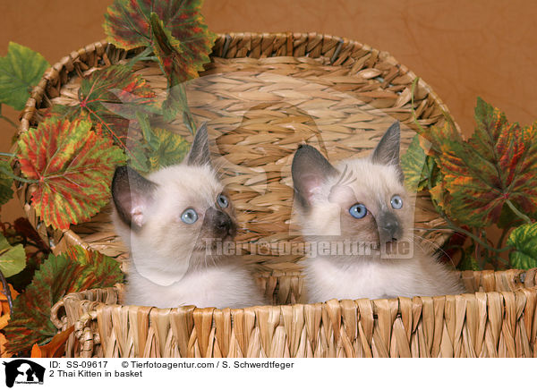2 Thai Kitten in basket / SS-09617