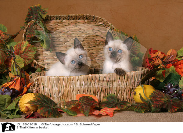 2 Thai Kitten in basket / SS-09618