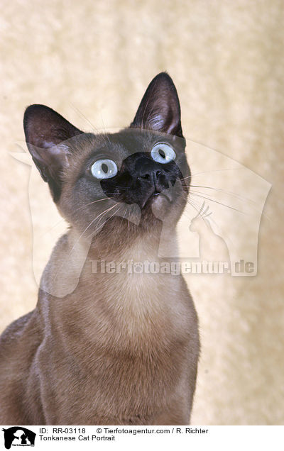 Tonkanese Cat Portrait / RR-03118