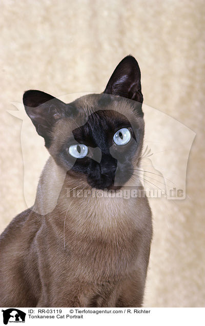 Tonkanese Cat Portrait / RR-03119