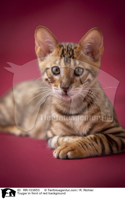 Toyger in front of red background / RR-103853