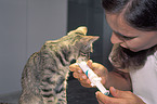cat getting anthelmintic therapy