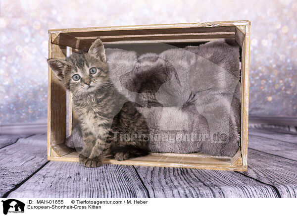 European-Shorthair-Cross Kitten / MAH-01655